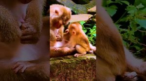 Monkey Libby nothing to do in early morning and need to groom to baby LEO