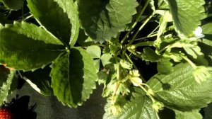 Обзор ремонтантных сортов. Клубника Кабрилло