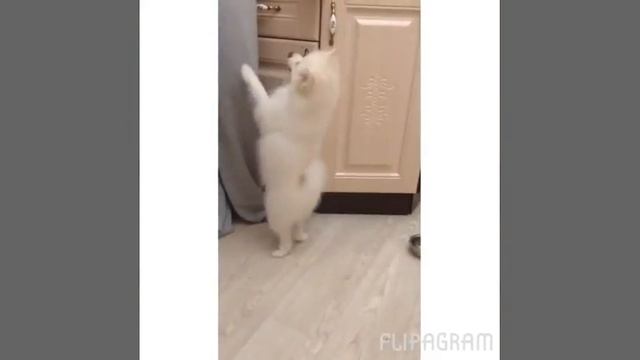 Когда собака танцует лучше хозяина смотреть онлайн