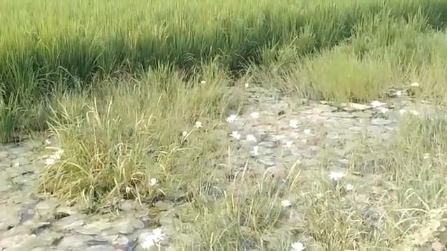 Beautiful flower in shape of Lotus 14 смотреть онлайн