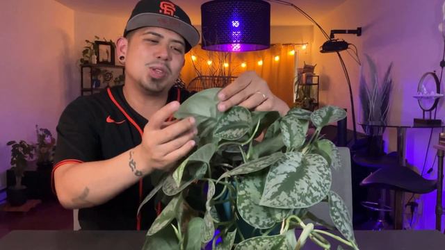 Quick tips for Silver Satin plant care смотреть онлайн