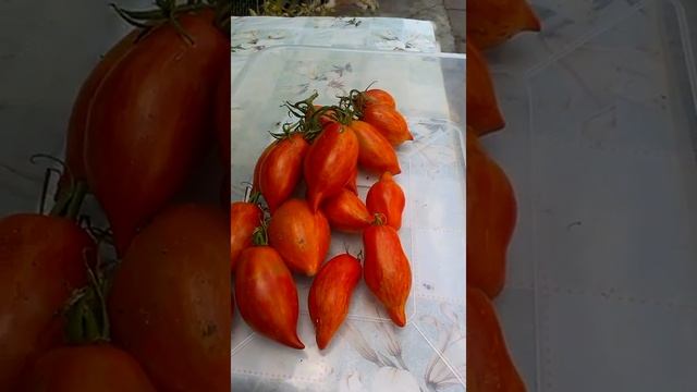 Сорт томата "Перо жар-птицы" смотреть онлайн