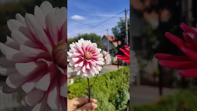 Beautiful Dahlia on my balcony | 自家阳台美丽的大丽花 | De jolies Dahlias sur mon balcon смотреть онлайн