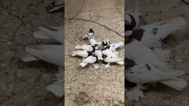 ОЧЕНЬ КРАСИВЫ ГОЛУБИ(Лёт и Игровеы) ГОЛУБЁЙ Pigeons 3.05.2022?? смотреть онлайн