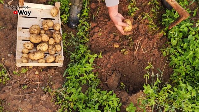 Что будет, если опоздать с уборкой картофеля? смотреть онлайн