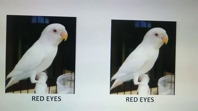 100% Split Information and Albino Red eyes Genetic result. смотреть онлайн