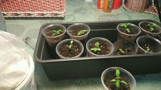 Первая Подкормка☑️ Ранних Томатов?Кальциевая Селитра? для Маленькой Рассады.? смотреть онлайн