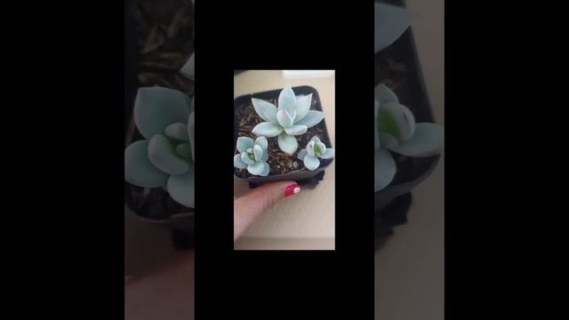 #short Echeveria ice cristal (Reproducción)❤️❤️❤️ смотреть онлайн