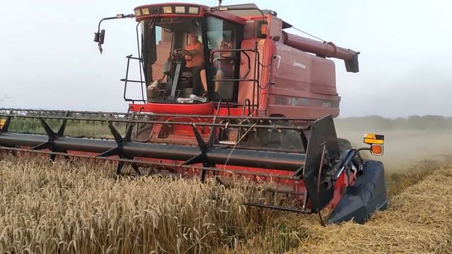 Кейс 2388 Уборка 2021 Пшениця 70Ц/Га Лімагрейн. Молотимо пшеницю в Кума смотреть онлайн