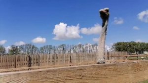 Брачный танец страуса.