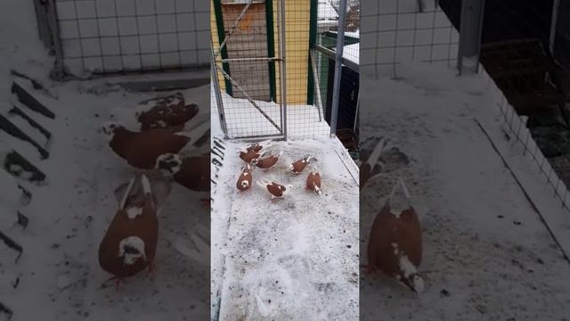 Голуби из Баку.Акбаши.Всех с Новым 2022 годом. смотреть онлайн