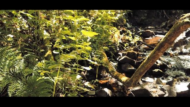 Drawing outside in nature | Summer time sketching in Cornwall смотреть онлайн