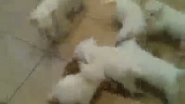 Щенки напали на кошку / www.kengarags.ru смотреть онлайн