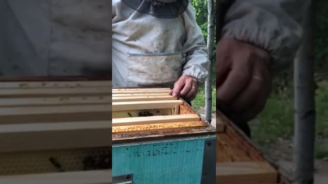 Собирает первый мёд 🐝 смотреть онлайн