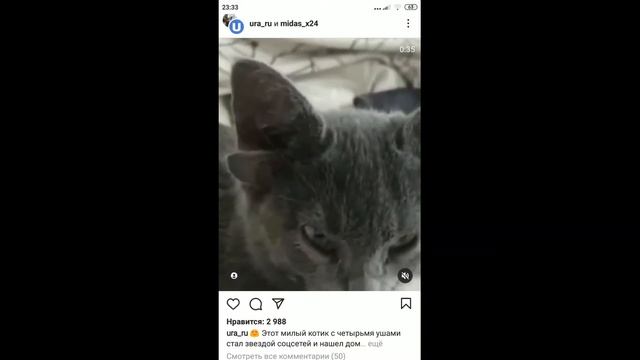 Кот мутант с четырьмя ушами стал звездой в сети. смотреть онлайн