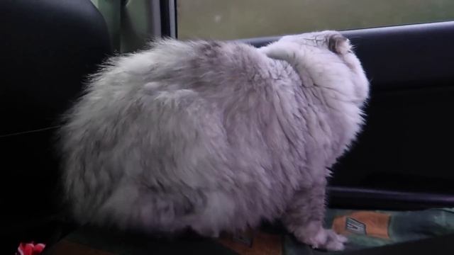 24 ЧАСА В БАГАЖНИКЕ СО ВСЕМИ КОТАМИ И СОБАКОЙ | АРИЕЛА В ПАНИКЕ смотреть онлайн