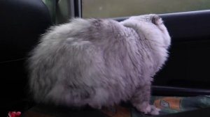 24 ЧАСА В БАГАЖНИКЕ СО ВСЕМИ КОТАМИ И СОБАКОЙ | АРИЕЛА В ПАНИКЕ