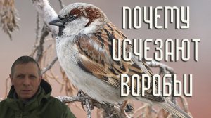 8 причин, почему исчезают воробьи / Репортаж орнитолога
