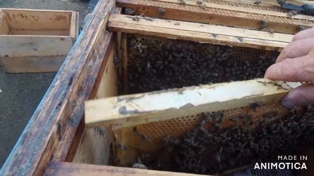 2 х маточное содержание пчёл, 3 е расширение смотреть онлайн