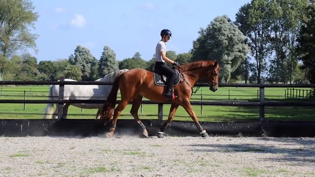 WE STARTED TO JUMP! || Retired Dressage Horse Turns Competitive Showjumper смотреть онлайн