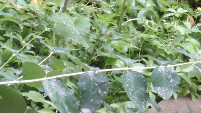 Капли дождя на листьях, листья, дождь, дождик