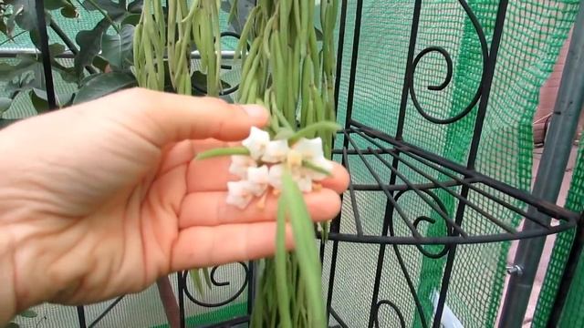 My Hoya linearis plant in beautiful Bloom смотреть онлайн