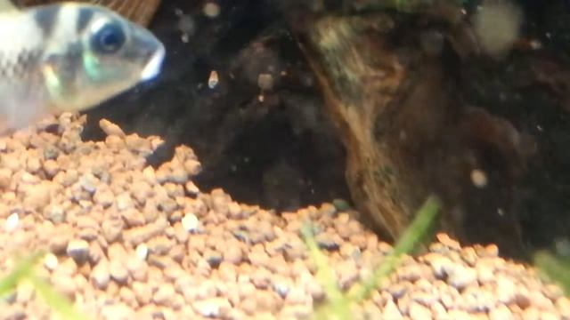 NANOCHROMIS TRAVESTITUS смотреть онлайн