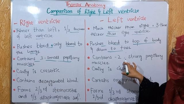 Comparison between right ventricle and left ventricle | heart anatomy | thorax anatomy 0 смотреть онлайн