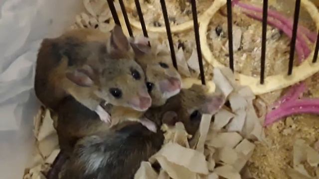 Короткохвост и Лапусики смотреть онлайн