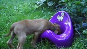 Брюссельский гриффон griffon bruxellois