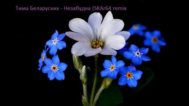 Тима Беларусских - Незабудка (SKAr64 - remix) смотреть онлайн