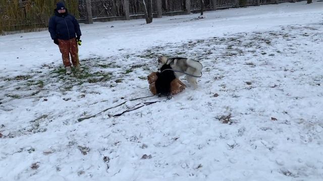 Дрессировочная площадка ?| Легко и доступно ??| Дрессировка ? смотреть онлайн