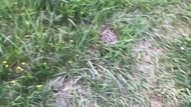 Южный берег Телецкого озёра, новая локация! смотреть онлайн