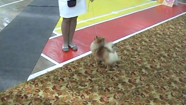 25 .09.2016. Всероссийская выставка, цверг шпиц Evgenika Dragon Age - Best Puppy смотреть онлайн