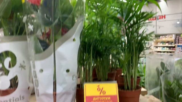 Весенние цветы в горшочках. Скидки в магазине. Киев 17.02.2023 смотреть онлайн