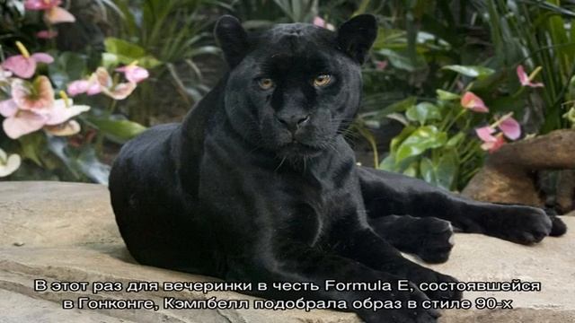 Новая «старая» прическа: Наоми Кэмпбелл снова носит длинные волосы смотреть онлайн