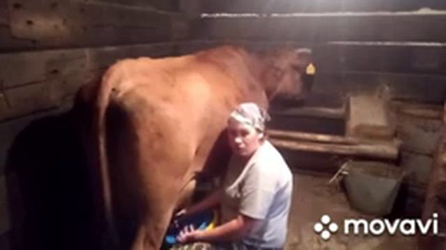 Прибавление в хозяйстве. Вечерняя дойка коров. смотреть онлайн