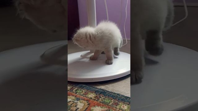 вислоухий британец смотреть онлайн