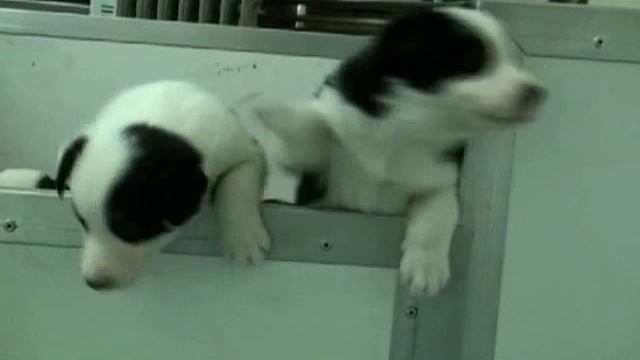Astra Border Collie puppies jumping at four weeks of age. смотреть онлайн