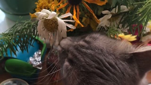 Моя кошка ест цветы // ОК's VLOG // Yeah, we love flowers!??❤️? смотреть онлайн