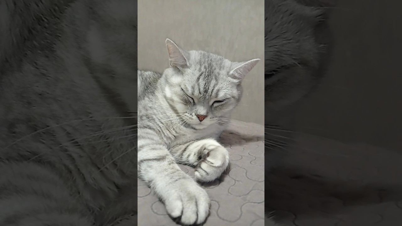 Милый котик #Shorts смотреть онлайн
