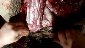 Таксидермия часть 1 голова косули снятие шкуры