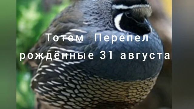 Тотем Перепел рождённые 31 августа смотреть онлайн