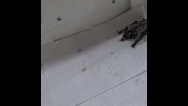 Спасение летучей мыши смотреть онлайн