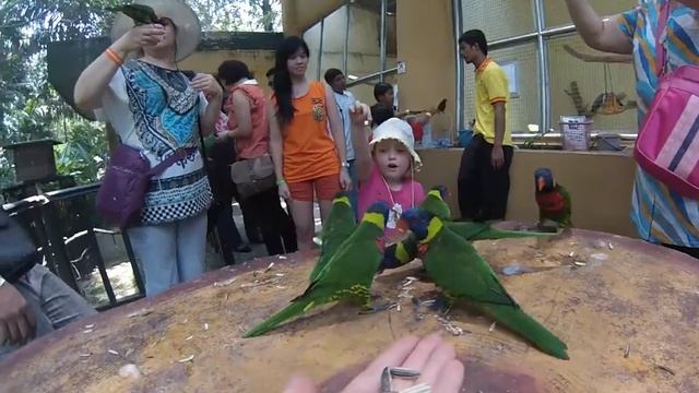 Парк птиц в Куала-Лумпуре. Кормление попугаев. смотреть онлайн