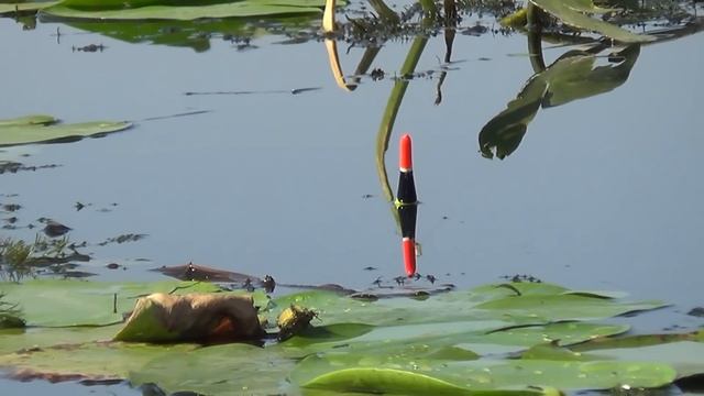 ВЕДРО КАРАСЯ НА УДОЧКУ В ТРАВЕ. Рыбалка на поплавок смотреть онлайн