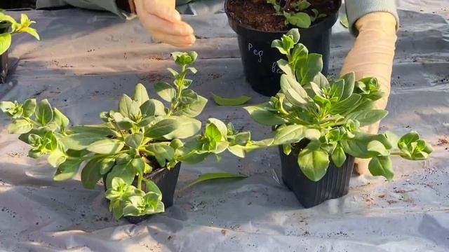 Лысая середина у ампельной и каскадной петунии? смотреть онлайн