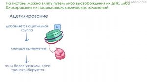 Эпигенетика - что такое, молекулярные основы