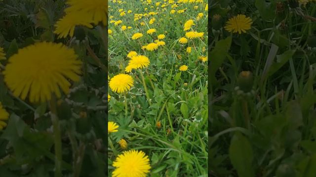 Лето, ах лето, лето красное будь со мной #лето #вотилетопрошло #одуванчики #воспоминанияолете смотреть онлайн