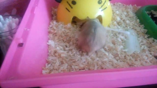 (Жесть№1)Ворюга хомяк скрытая камера в розыск ватную палочку